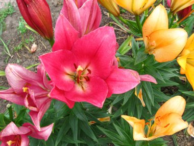 Çok güzel parlak çiçekler.