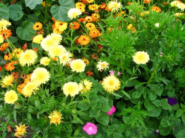 Çok güzel parlak çiçekler.