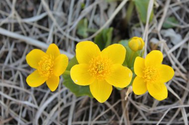Çok güzel parlak çiçekler.