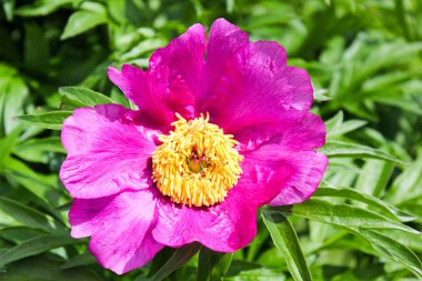 Çok güzel parlak çiçekler.