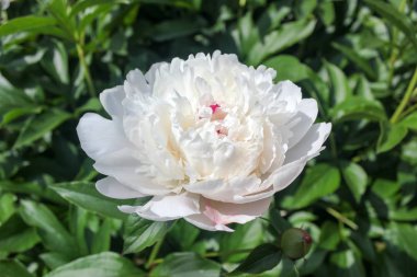 Çok güzel parlak çiçekler.