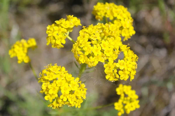 とても美しい花です — ストック写真