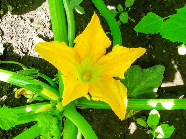 Sehr Schöne Helle Blüten — Stockfoto