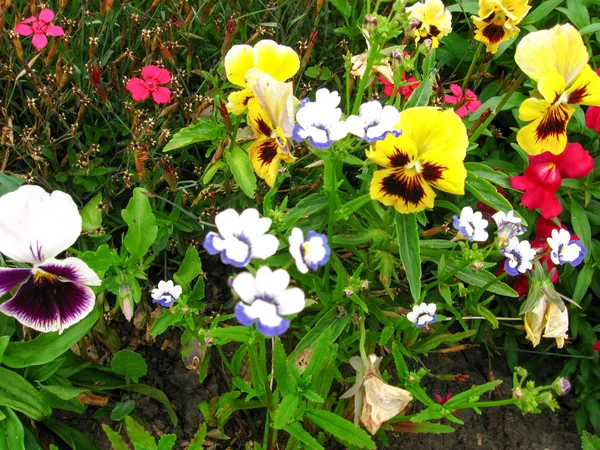 Very Beautiful Bright Flowers — Stock Photo, Image