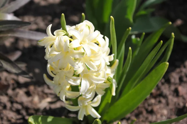 Flores Brillantes Muy Hermosas — Foto de Stock