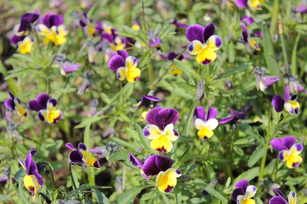 Very Beautiful Bright Flowers — Stock Photo, Image