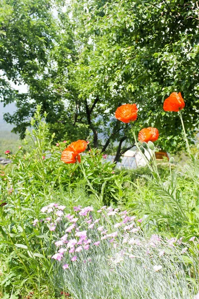 Mycket Vackra Ljusa Blommor — Stockfoto