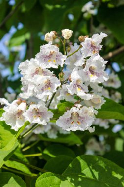 Çok güzel parlak çiçekler.