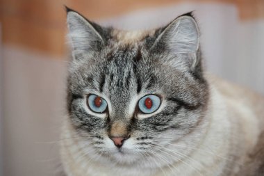 Komik gri kedi dikkatlice büyük gözlerle mesafeye bakar.