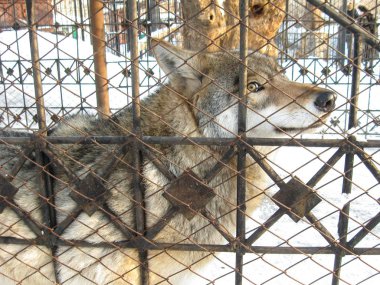 Vahşi gri Sibirya kurdu insanlara ağdan bakmaya alışkındır.
