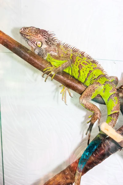 Iguana Verde Colorida Con Cola Azul Descansando Sobre Una Rama —  Fotos de Stock