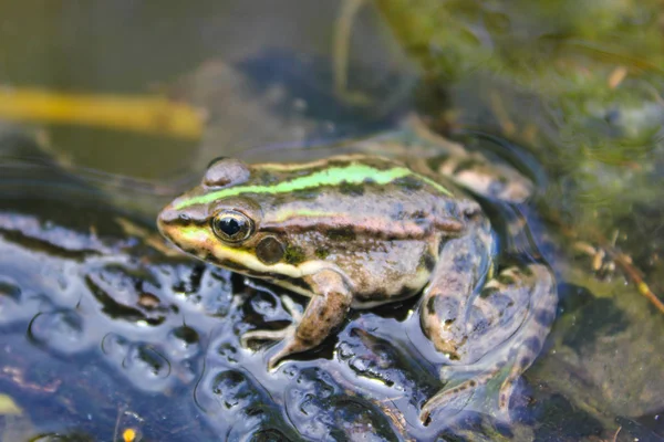a big brown frog with a green stripe sits in the water
