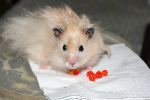 Yumuşak Hamster Masada Kırmızı Havyar Yiyor — Stok fotoğraf