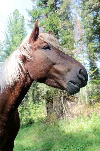 Schönes Braunes Pferd Weidet Der Taiga Auf Einem Grünen Rasen — Stockfoto