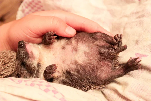 Küçük Yeni Doğmuş Kirpi Süt Yedi Şimdi Uyuyor — Stok fotoğraf