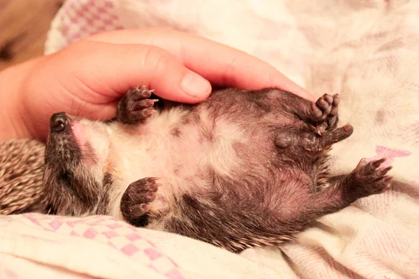 Piccolo Riccio Neonato Mangiato Latte Ora Dorme — Foto Stock