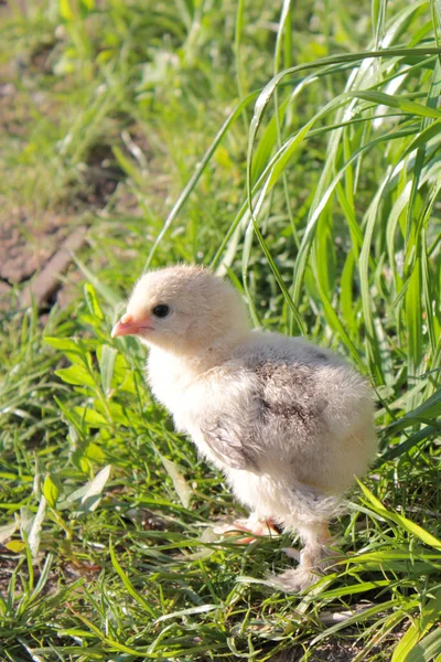 Divertenti Passeggiate Pollo Piacere Una Giornata Calda — Foto Stock