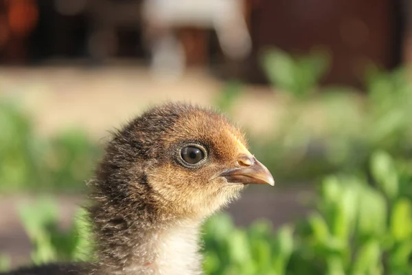 Divertenti Passeggiate Pollo Piacere Una Giornata Calda — Foto Stock