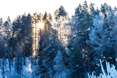 Kış güneşi güzel donmuş bitkilerin üzerinde parlıyor.