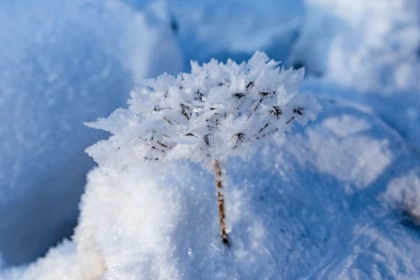 Sol Invierno Brilla Brillantemente Sobre Hermosas Plantas Congeladas —  Fotos de Stock