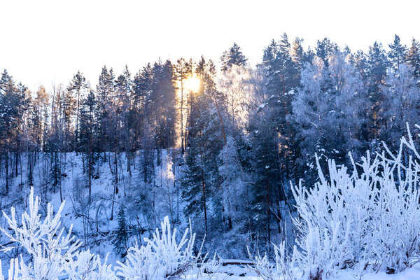 the winter sun shines brightly on beautiful frozen plants