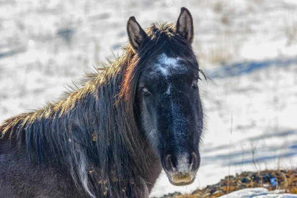 Portrait Cute Wild Horse Burdock Winter Mane — Stok fotoğraf