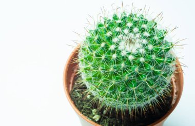 Makro şirin kaktüs veya kaktüs arkaplanını yeşil yaprak c ile kapat