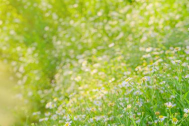 Papatya çiçeği bahçesi arkaplanı sabah güneşinde çiçek açıyor. Şeye...