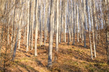 Genç sonbahar güneşli kayın ormanı 