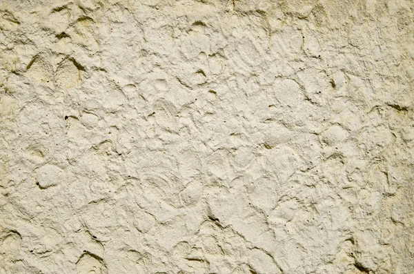 Coquilles décoratives imitation plâtre calcaire — Photo
