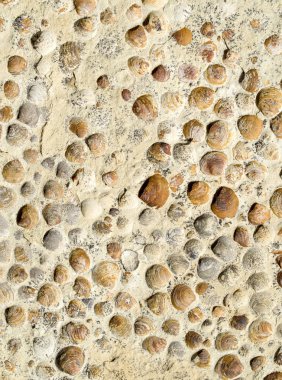 Sahilde fosilleşmiş deniz kabuklarını taşla tortu