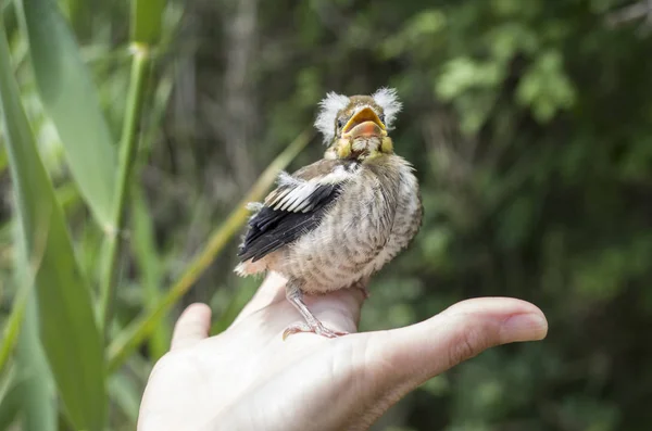 在女人手上下降 hawfinch 宝贝 — 图库照片