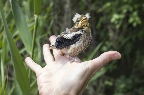 在女人手上下降 hawfinch 宝贝 — 图库照片