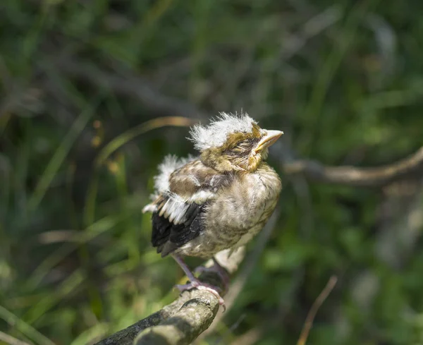 树枝上睡觉的 hawfinch 婴儿 — 图库照片