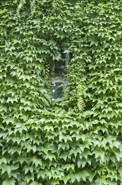 Virginia creeper covered wall with window — Stock Photo, Image