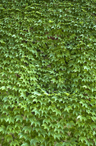 Virginia creeper covered wall with window — Stock Photo, Image