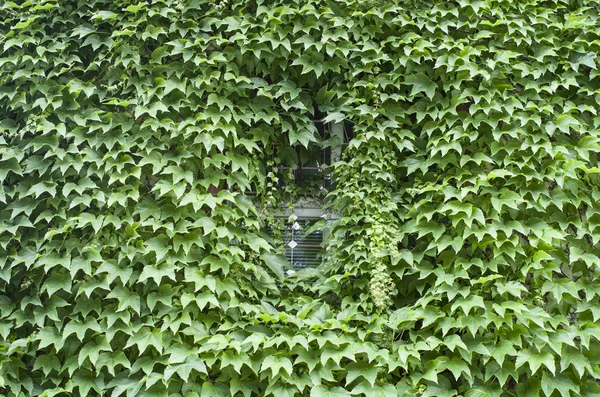 Virginia creeper covered wall with window — Stock Photo, Image