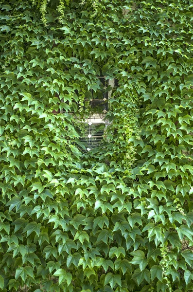 Виноградною лозою покриті стіну з вікном — стокове фото