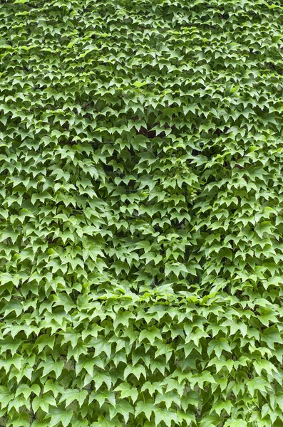 Virginia creeper covered wall with window — Stock Photo, Image