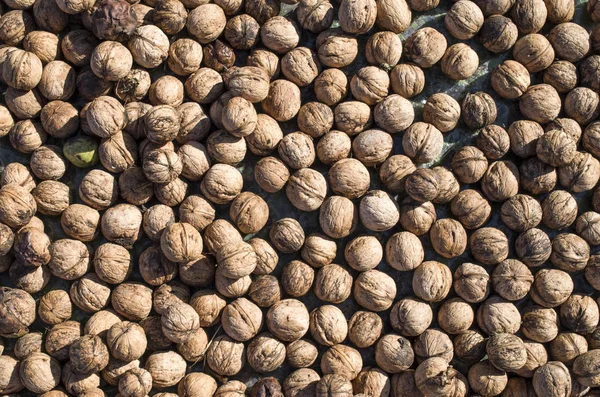 Heap of whole freshly picked walnuts — Stock Photo, Image