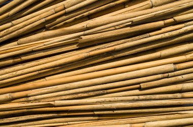 Yeni baston duvar portre 