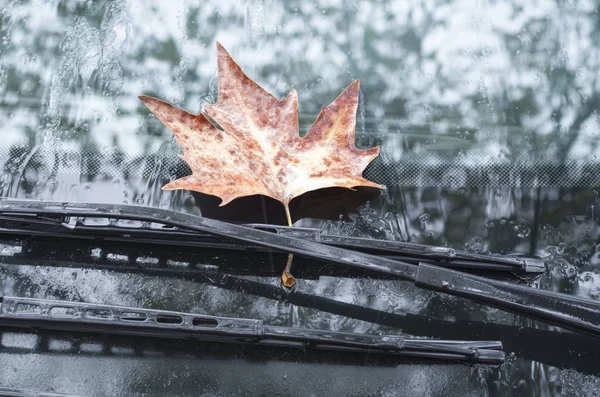 Сикоморский лист на дворниках автомобиля в осенний день Стоковое Изображение
