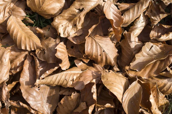 Brown fallen beech leaves on the ground — Stock Photo, Image