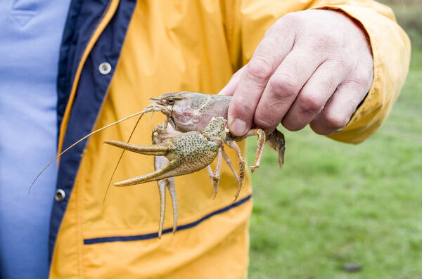 Alive crayfish in male hand closeup