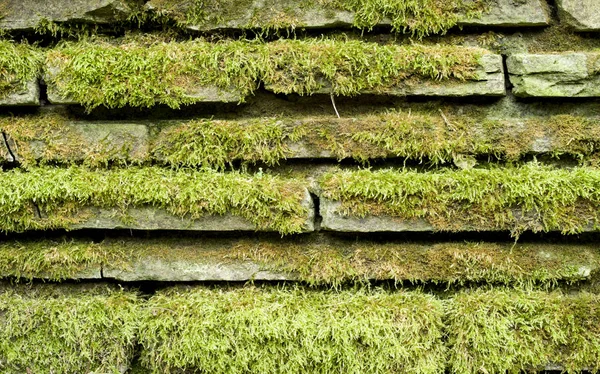 Stone wall covered with green moss — Stock Photo, Image