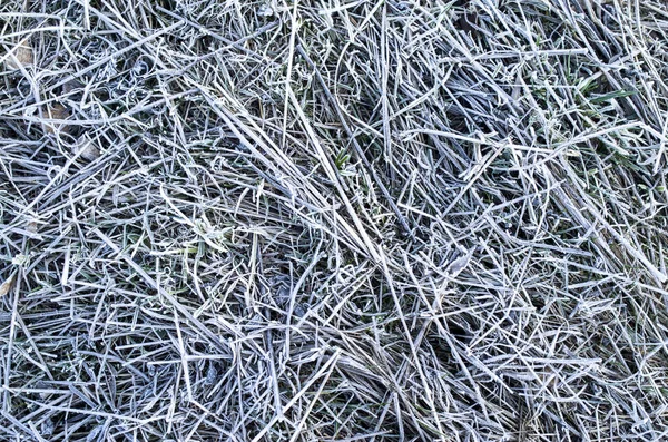 Frosty winter grass closeup