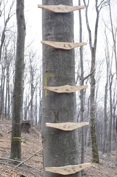 Ladder on tree with wooden rungs — Stock Photo, Image