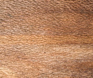 Kahverengi beech bark closeup içinde 