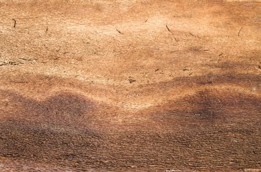 Kahverengi beech bark closeup içinde  