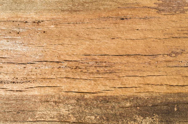 Rachado tronco de faia closeup — Fotografia de Stock
